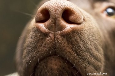 Perché i cani hanno il naso bagnato? 