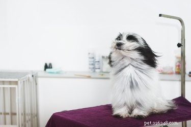 È sicuro asciugare i peli di un cane?