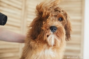 犬の毛をブロードライするのは安全ですか？ 