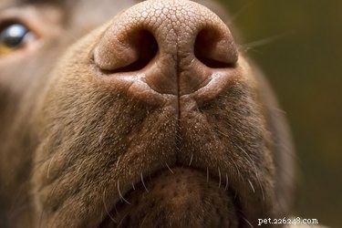 La guida completa agli odori dei cani e al loro significato