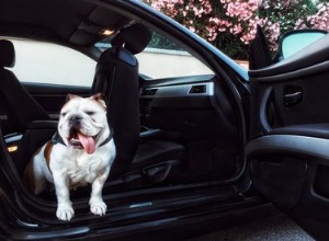 Kan hundar bli bilsjuka?