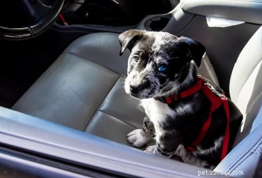 I cani possono ammalarsi d auto?