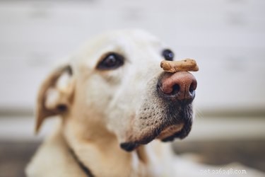 강아지 코 색깔이 변한 이유는 무엇입니까?