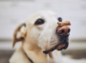 강아지 코 색깔이 변한 이유는 무엇입니까?