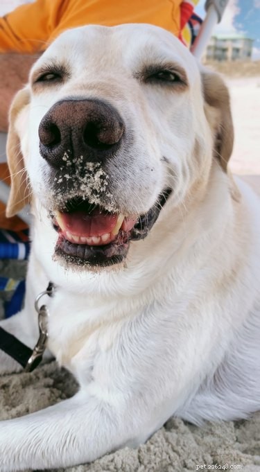 Waarom veranderde de neus van mijn hond van kleur?