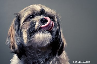 Mohou psi jíst cheez-Its?
