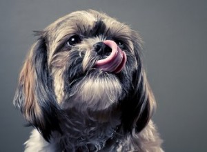 Kunnen honden Cheez-Its eten?