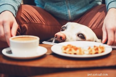 Os cães podem comer waffles?