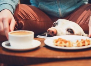 Kan hundar äta våfflor?