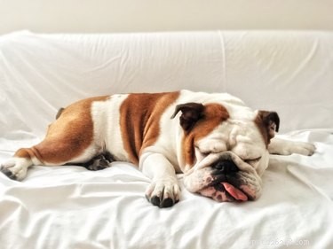 Mohou mít psi spánkovou apnoe?