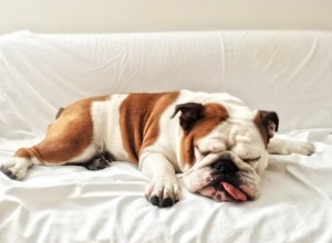 Mohou mít psi spánkovou apnoe?