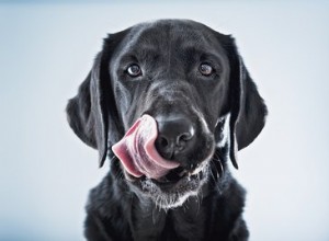 犬は栄養酵母を食べることができますか？ 