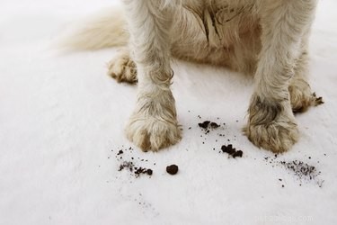 Devo limpar as patas do meu cachorro depois de uma caminhada?