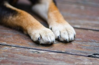 散歩の後に犬の足をきれいにする必要がありますか？ 