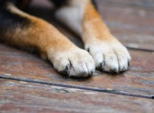 散歩の後に犬の足をきれいにする必要がありますか？ 