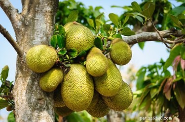 I cani possono mangiare il jackfruit?