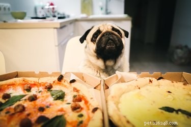 개가 피자를 먹을 수 있습니까?