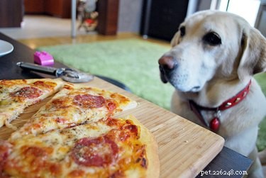 Mohou psi jíst pizzu?