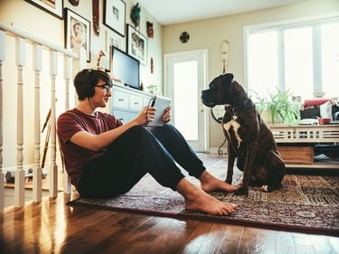 La tecnologia sta influenzando i nostri cani in modi che non ci rendiamo conto?