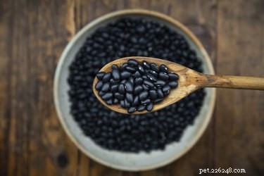 Mohou psi jíst černé fazole?