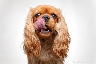 I cani possono mangiare fagioli neri?