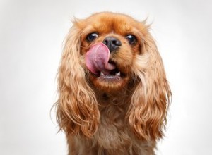 Os cães podem comer feijão preto?