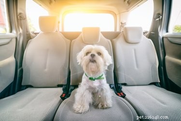 Qual ​​é a maneira mais segura para meu cachorro andar de carro?
