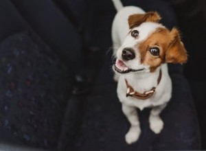 Vad är det säkraste sättet för min hund att åka i bilen?