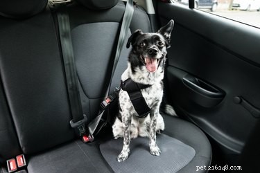 Qual ​​é a maneira mais segura para meu cachorro andar de carro?