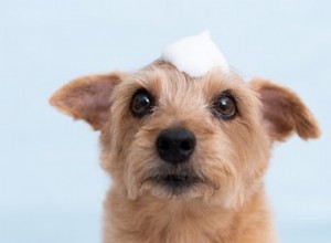 Posso usare lo shampoo secco sul mio cane?