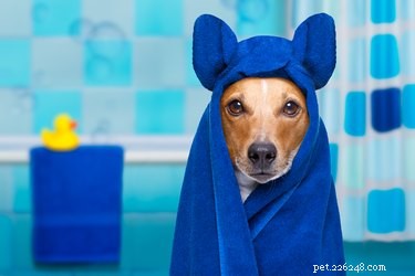 Mohu použít suchý šampon na svého psa?