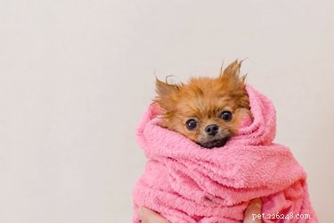 Можно ли использовать сухой шампунь для собак?