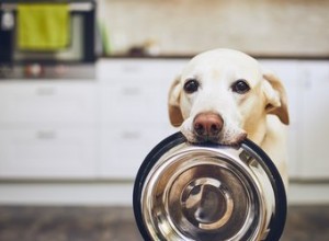 Os cães podem comer seitan?