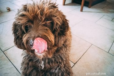 Mohou psi jíst cizrnu?