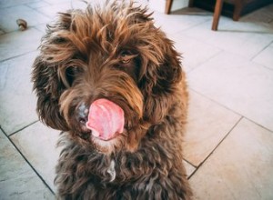 I cani possono mangiare i ceci?