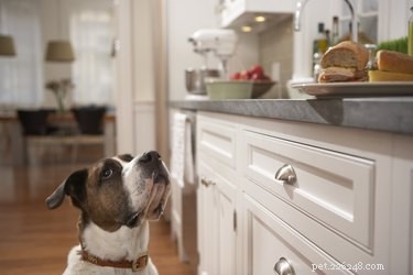 Kunnen honden tempeh eten?