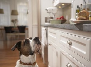 Les chiens peuvent-ils manger du tempeh ?