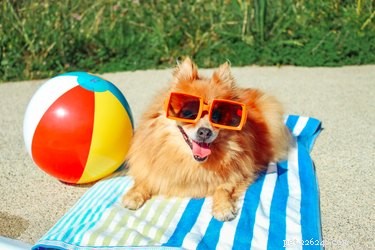 Potřebují psi sluneční světlo?