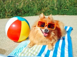 Os cães precisam de luz solar?