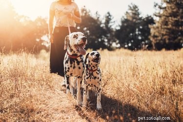 Hebben honden zonlicht nodig? 