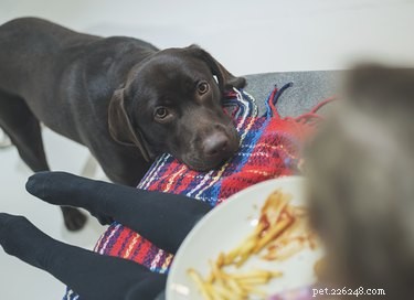 犬はケチャップを食べることができますか？ 
