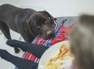 Mohou psi jíst kečup?