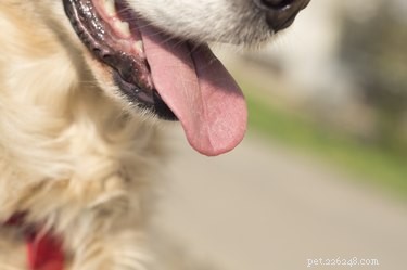 Waarom ruikt mijn hondenadem zo slecht?