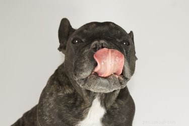 Почему изо рта моей собаки так плохо пахнет?