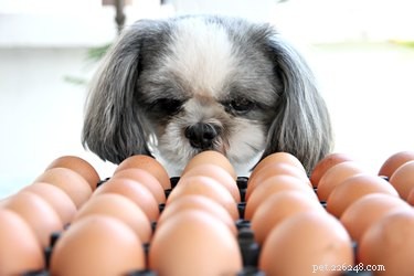 I cani possono mangiare uova crude?