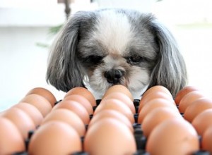 개는 날달걀을 먹을 수 있습니까?
