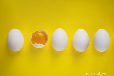 Mohou psi jíst syrová vejce?