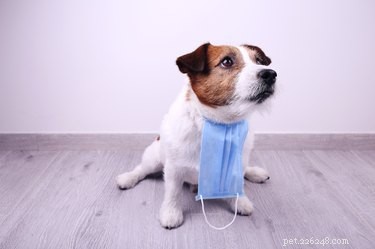 Vad ska jag göra om min hund äter handdesinfektionsmedel?