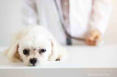 Wat moet ik doen als mijn hond handdesinfecterend middel eet?