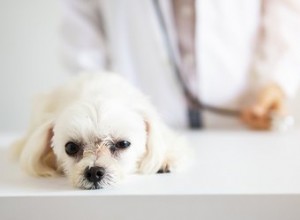 Co mám dělat, když můj pes sní dezinfekci rukou?